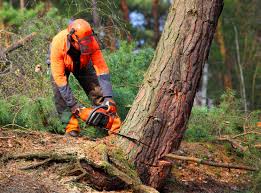 Best Storm Damage Tree Cleanup  in Hauser, ID