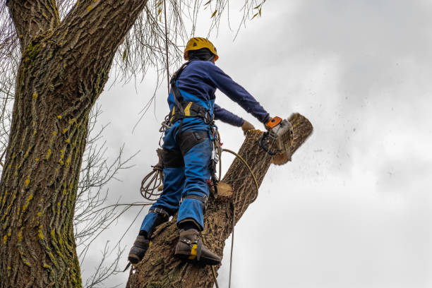 Best Utility Line Clearance  in Hauser, ID