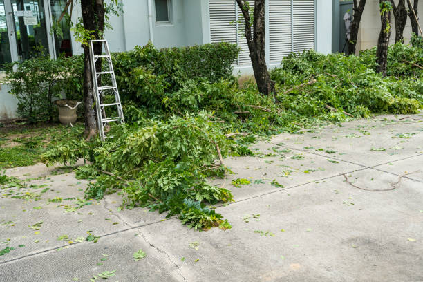 Best Stump Grinding and Removal  in Hauser, ID