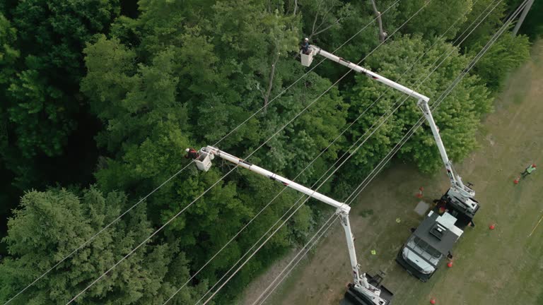 Trusted Hauser, ID Tree Removal Experts