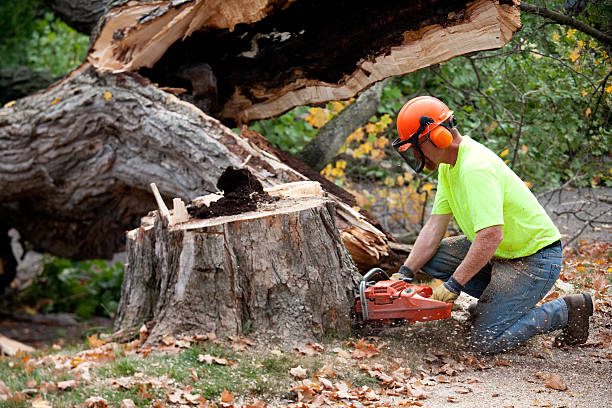 Best Tree Risk Assessment  in Hauser, ID