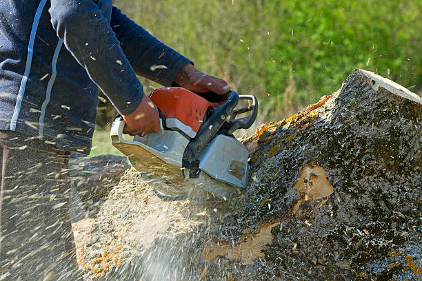 Best Lawn Dethatching  in Hauser, ID